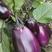 文初春茄十一号糯米茄茄子种子紫红茄粗短棒型农户大面积用种