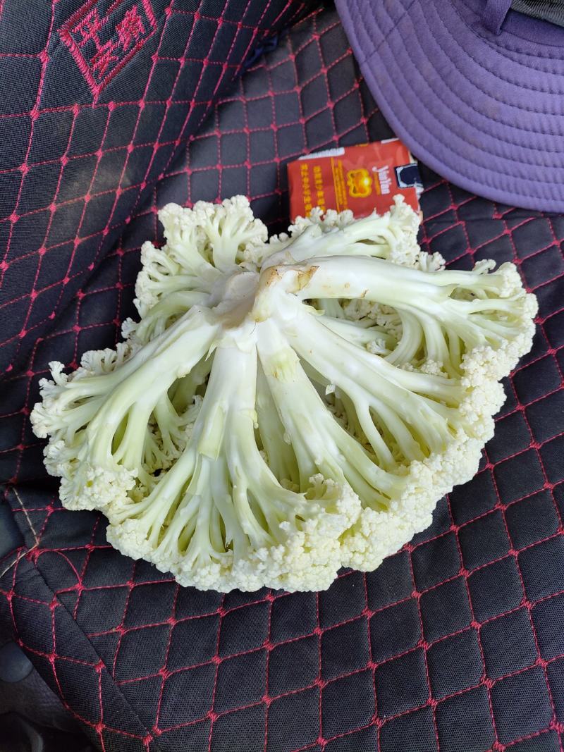 云南高原松花有需要的老板欢迎来电基地直发