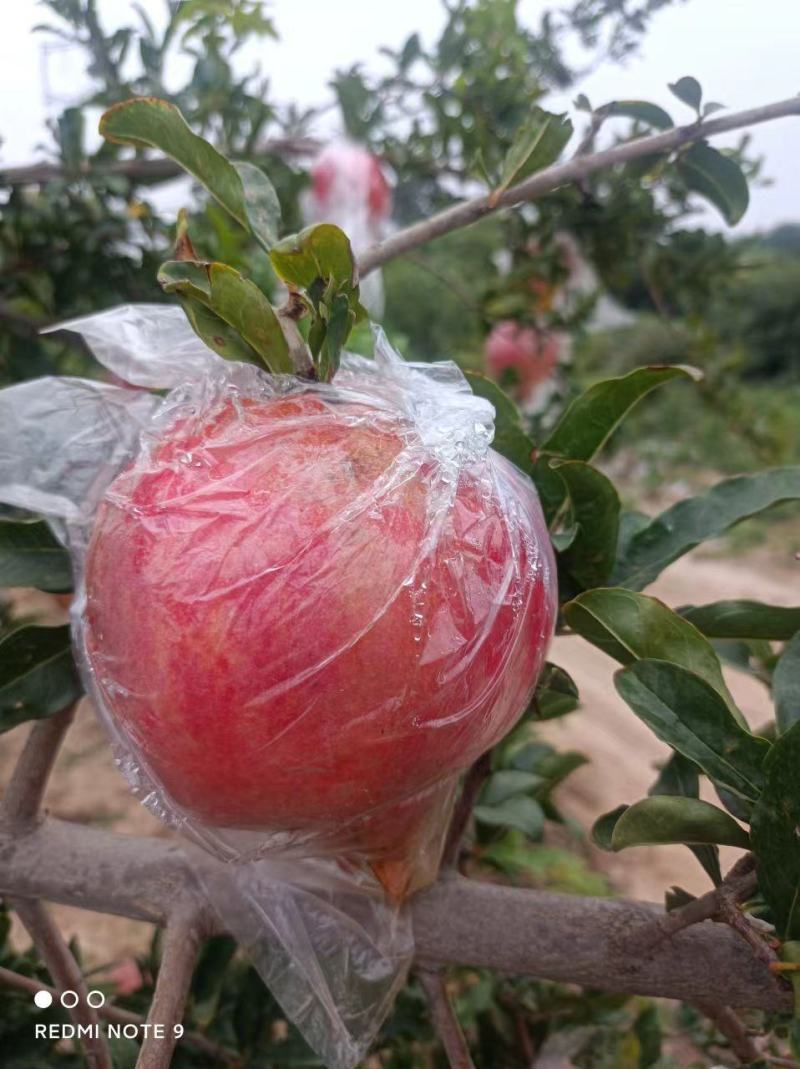山西精品大籽甜石榴果实饱满口感佳大量有货产地直发