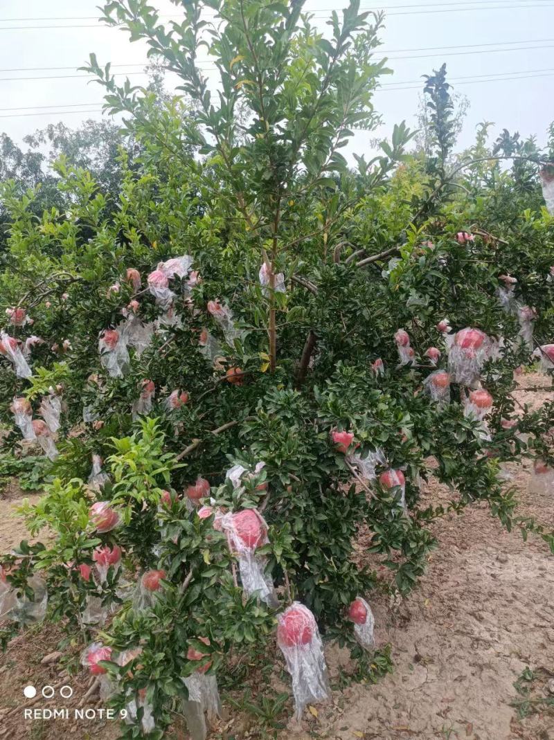 山西精品大籽甜石榴果实饱满口感佳大量有货产地直发