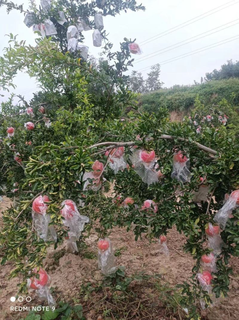 山西精品大籽甜石榴果实饱满口感佳大量有货产地直发