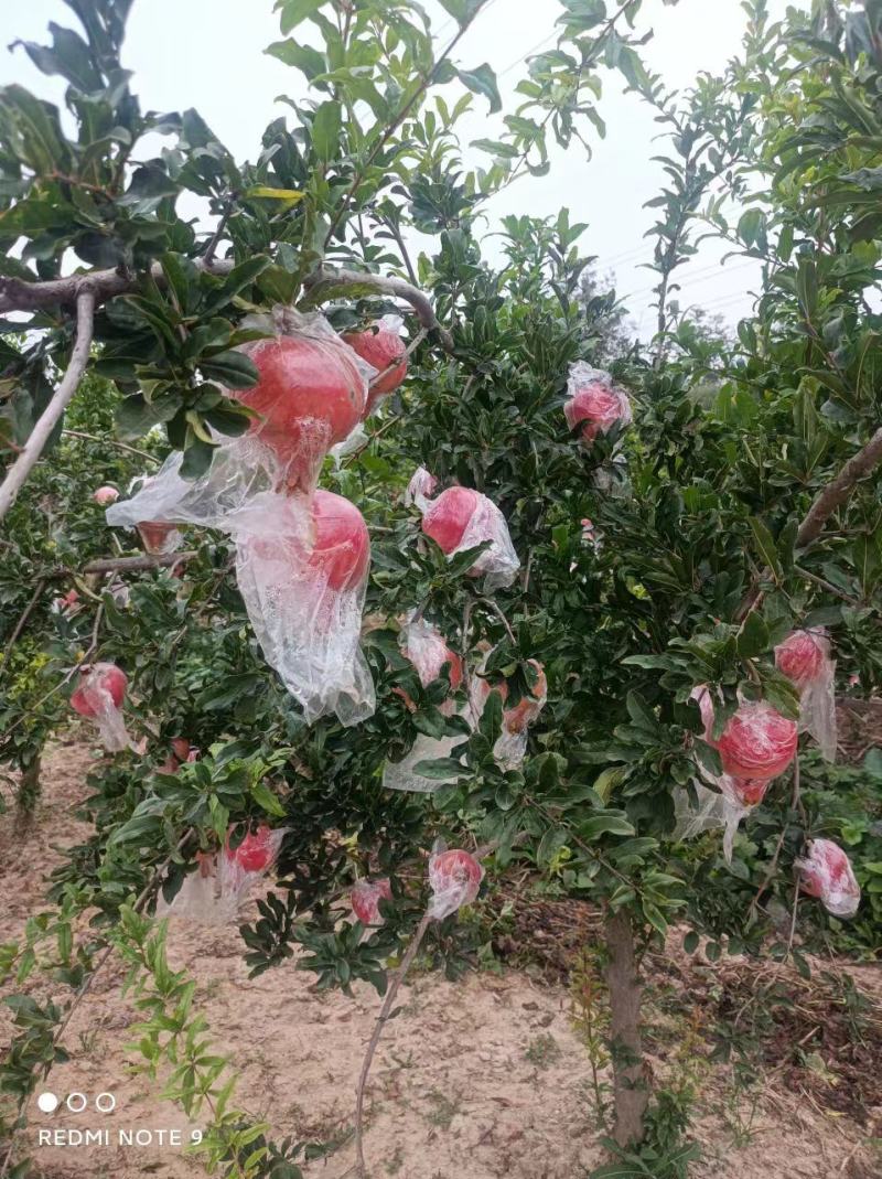 山西精品大籽甜石榴果实饱满口感佳大量有货产地直发