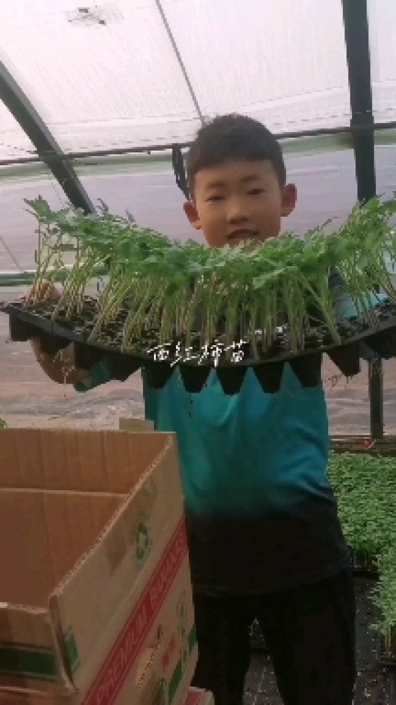 西红柿苗，硬粉，品种齐全，保证质量，跟踪技术指导