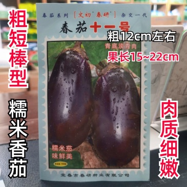 文初春茄十一号糯米茄茄子种子紫红茄粗短棒型农户大面积用种