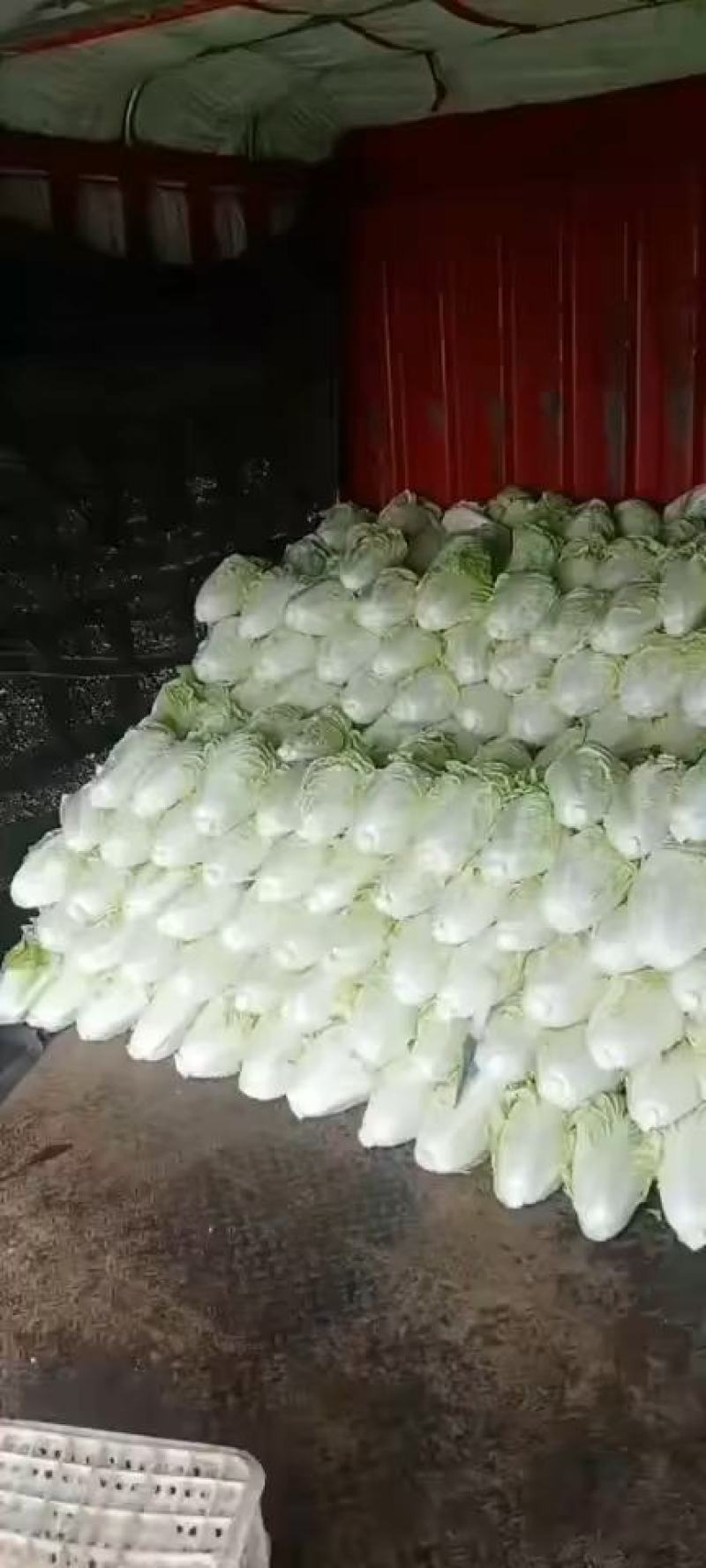 夏阳大白菜，大量有货，适合超市批发市场等等