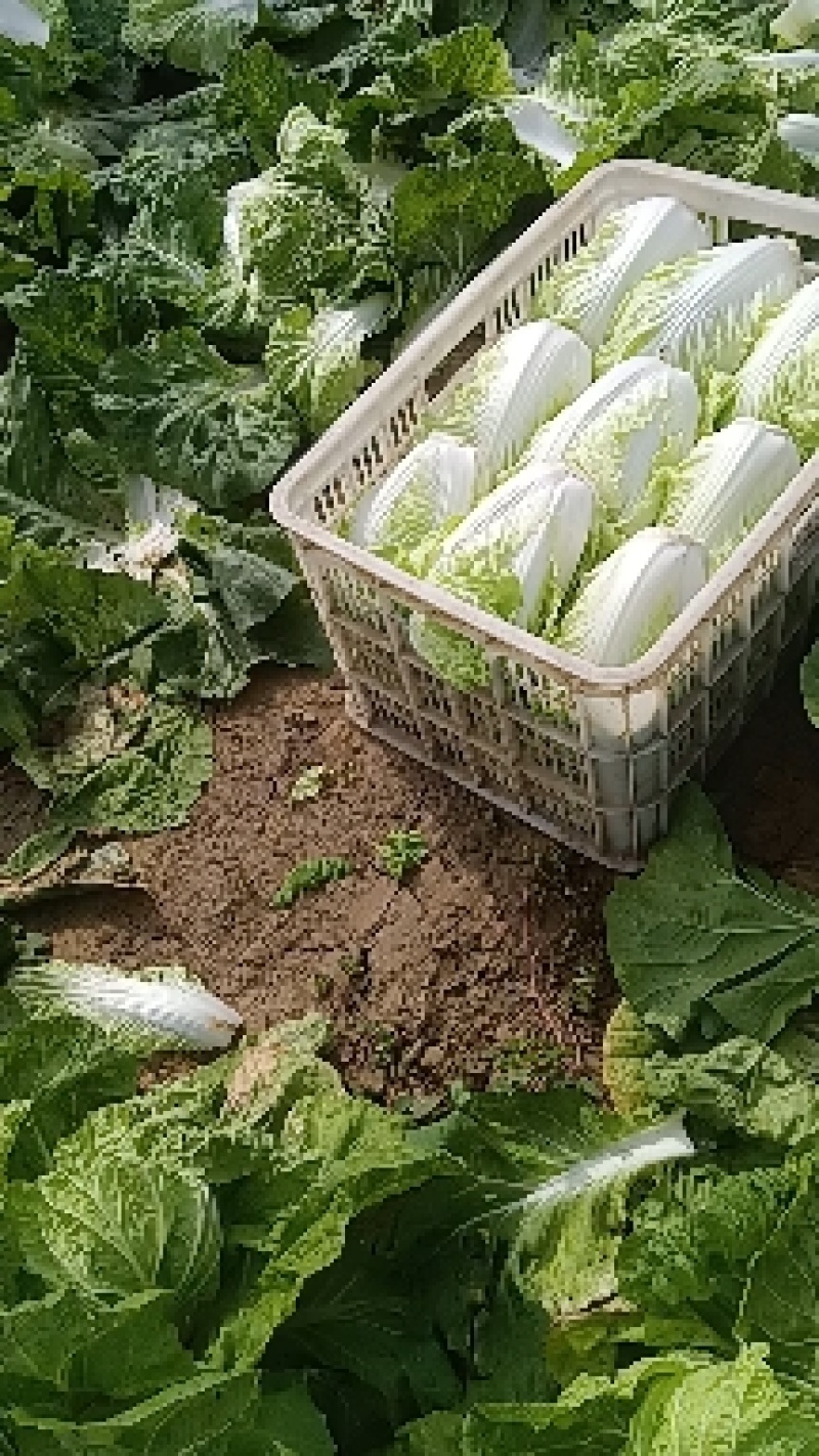 夏阳大白菜，大量有货，适合超市批发市场等等