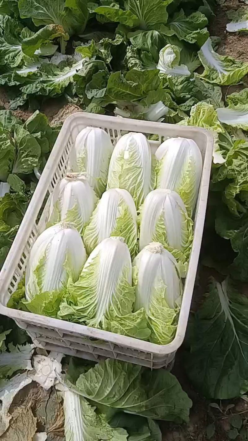 夏阳大白菜，大量有货，适合超市批发市场等等