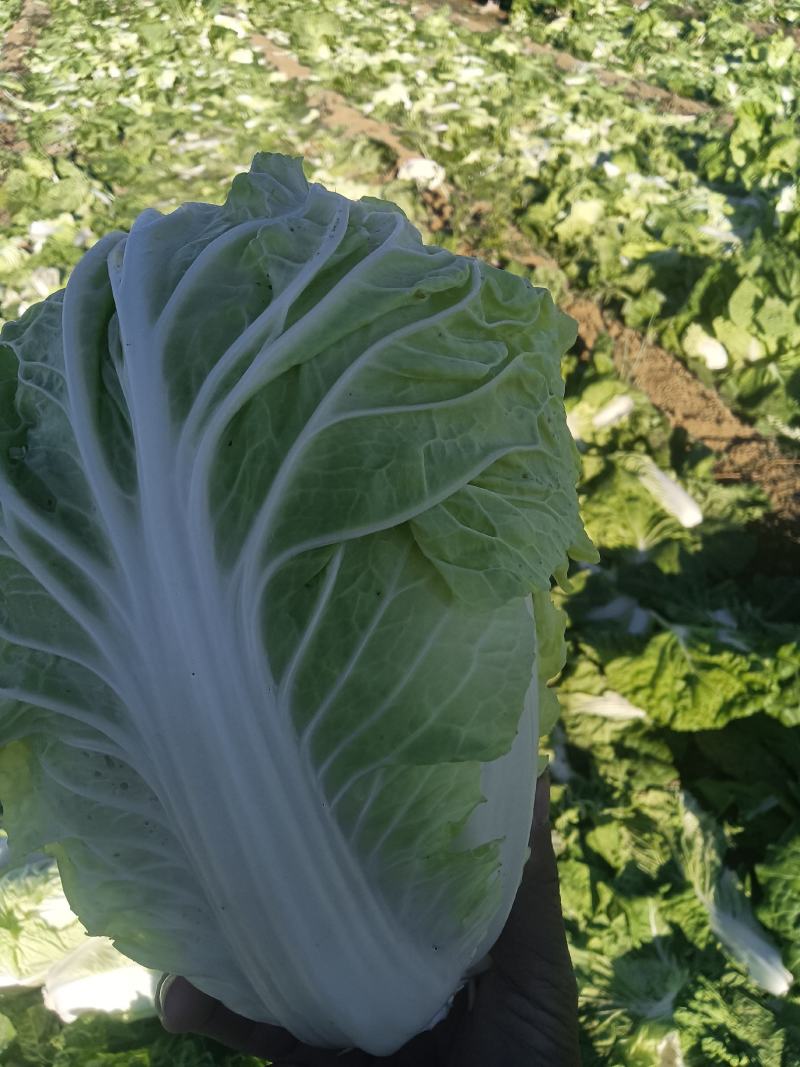 夏阳大白菜，大量有货，适合超市批发市场等等