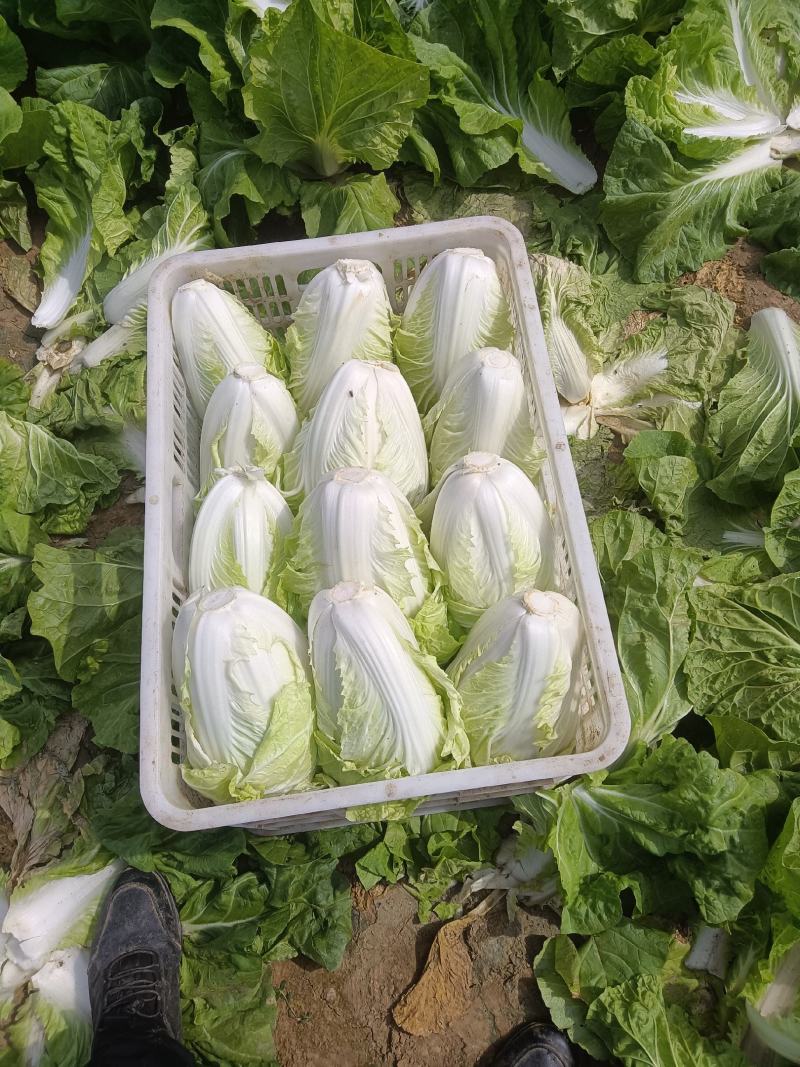 夏阳大白菜，大量有货，适合超市批发市场等等