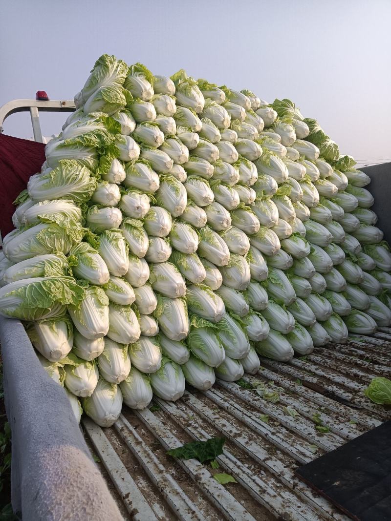 夏阳大白菜，大量有货，适合超市批发市场等等