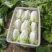 夏阳大白菜，大量有货，适合超市批发市场等等