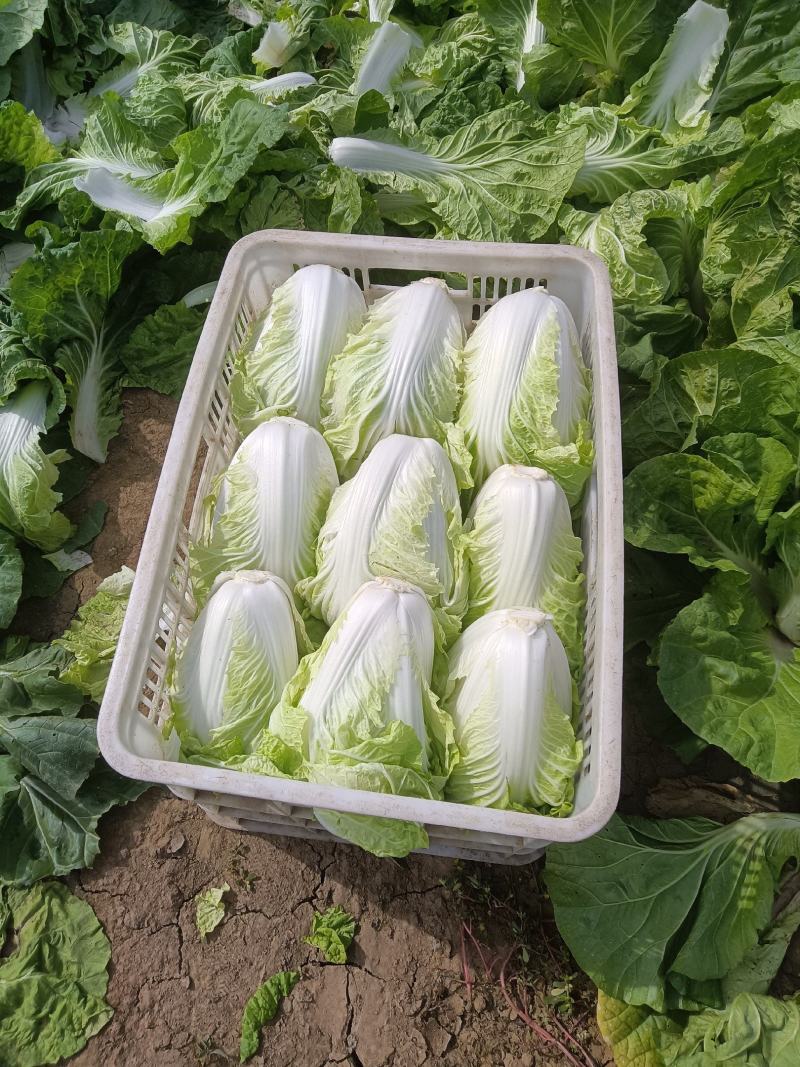 夏阳大白菜，大量有货，适合超市批发市场等等