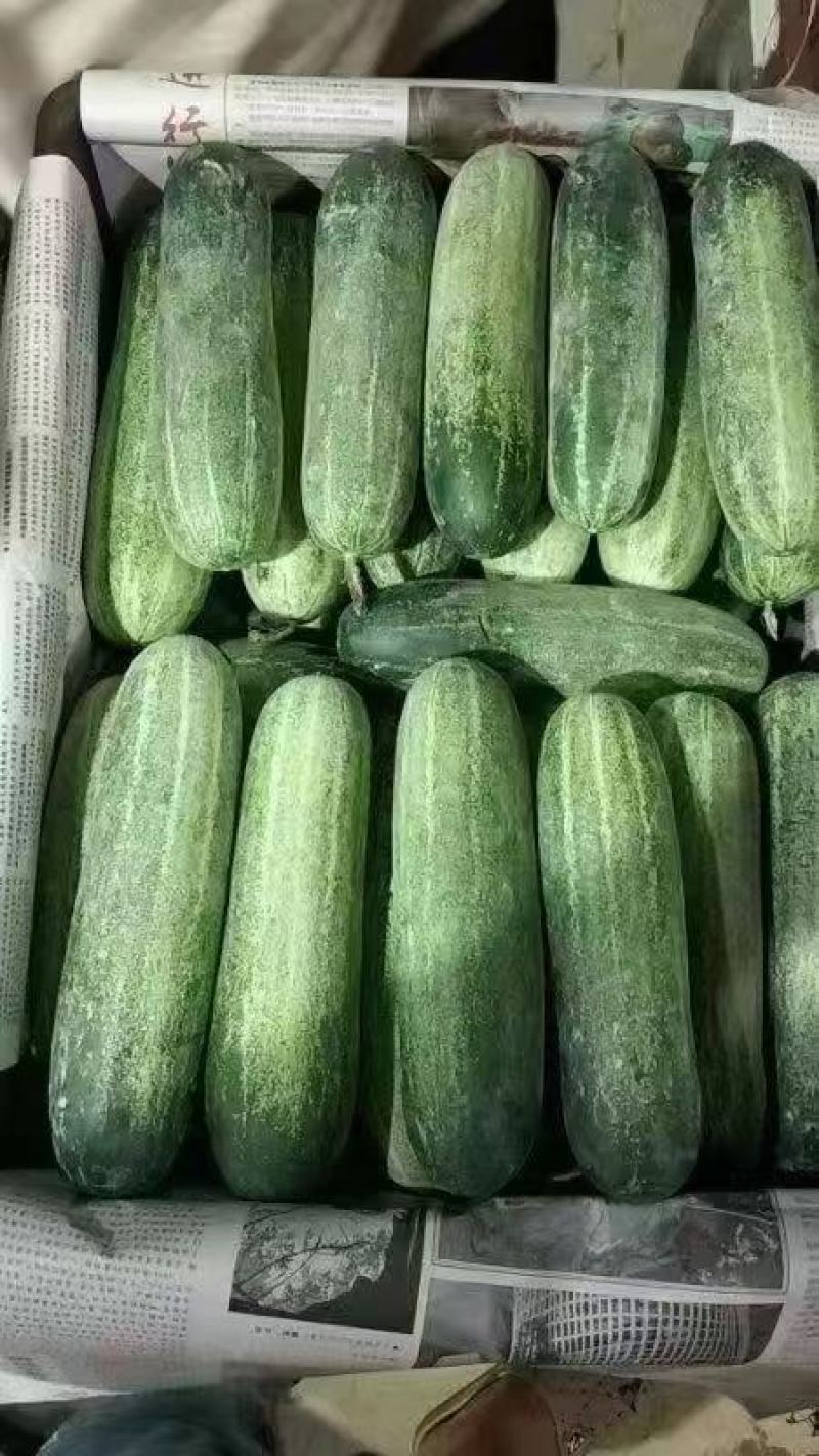 黄瓜水果黄瓜生吃凉拌