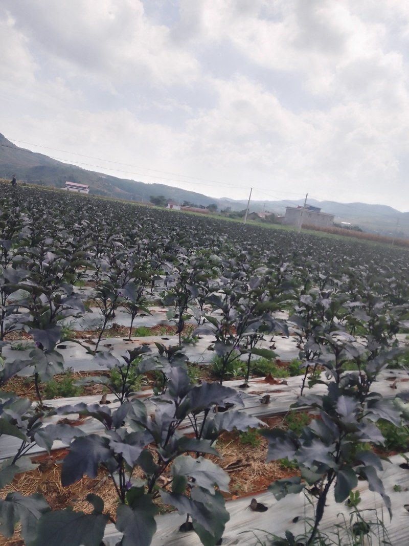 茄子，烧烤茄，百亩基地