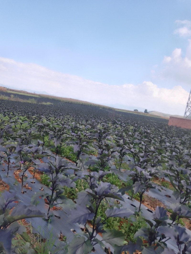 茄子，烧烤茄，百亩基地