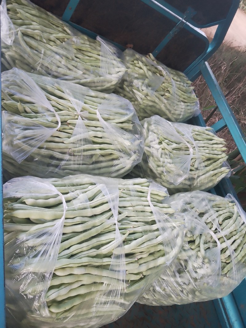 茄子，烧烤茄，百亩基地
