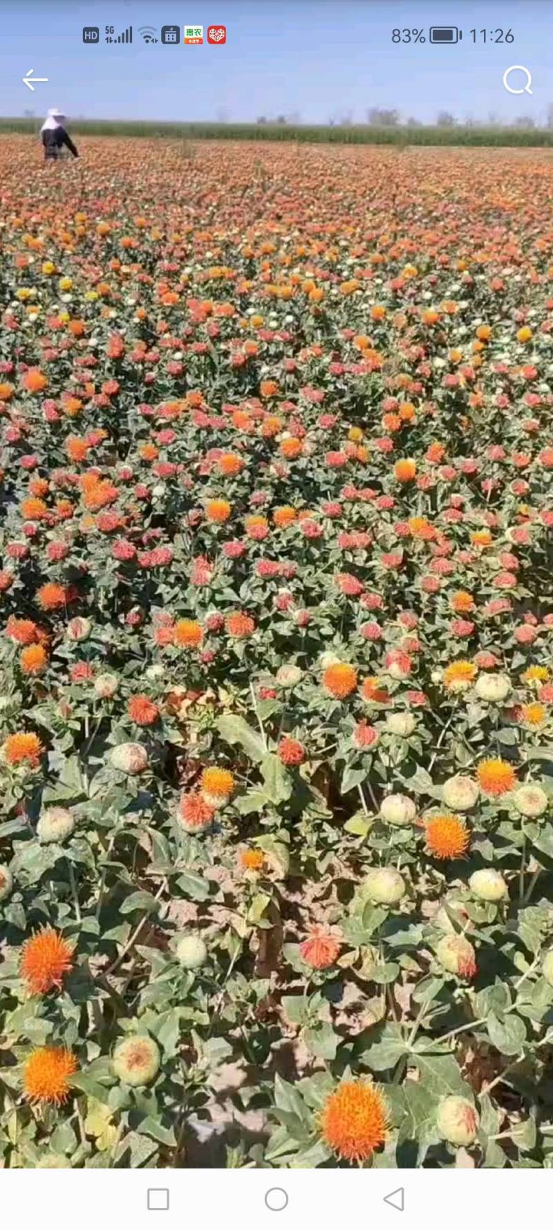 无刺改良大花朵油用红花种籽榨油率高鸡鸭鸽动物饲料作种子