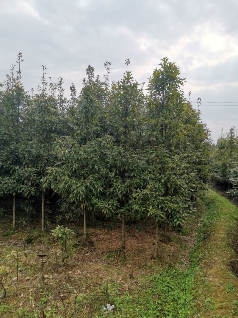 5公分楠木