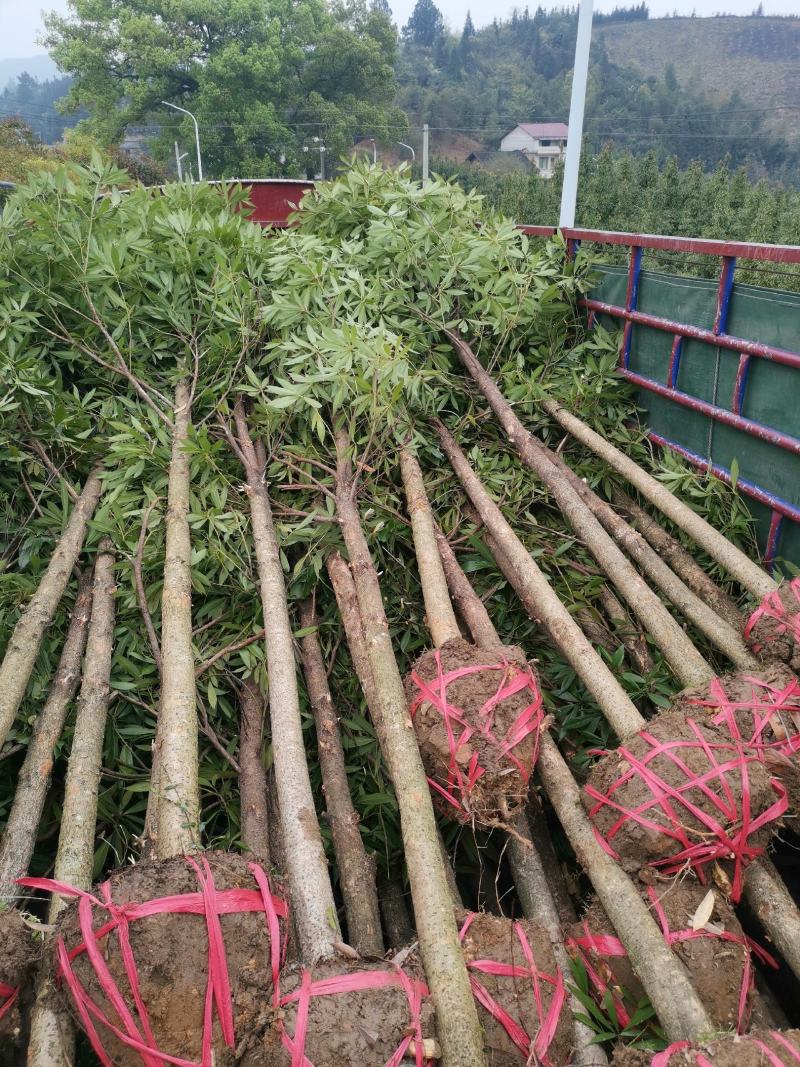 5公分楠木