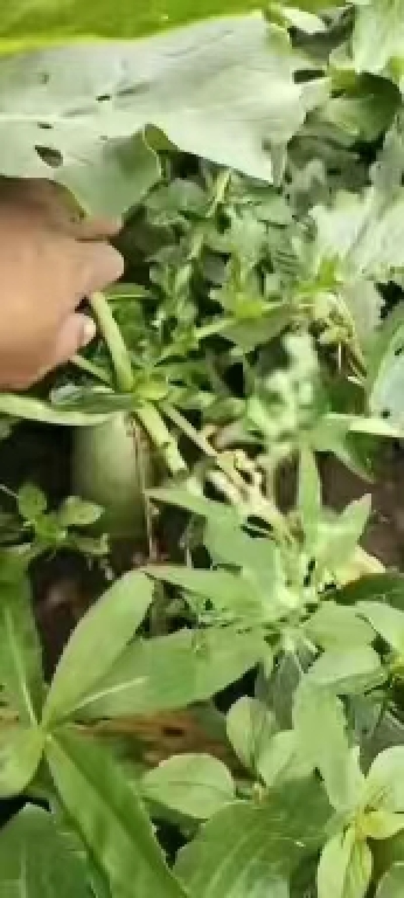产地直发水果萝卜，各种规格质量好口感甜需要的请联系我