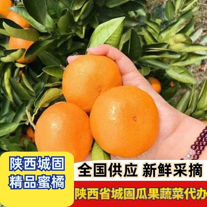 城固桔子大量上市货源充足价格公道欢迎来联系皮溥肉甜