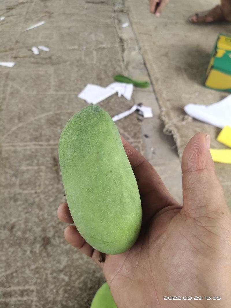四季芒果