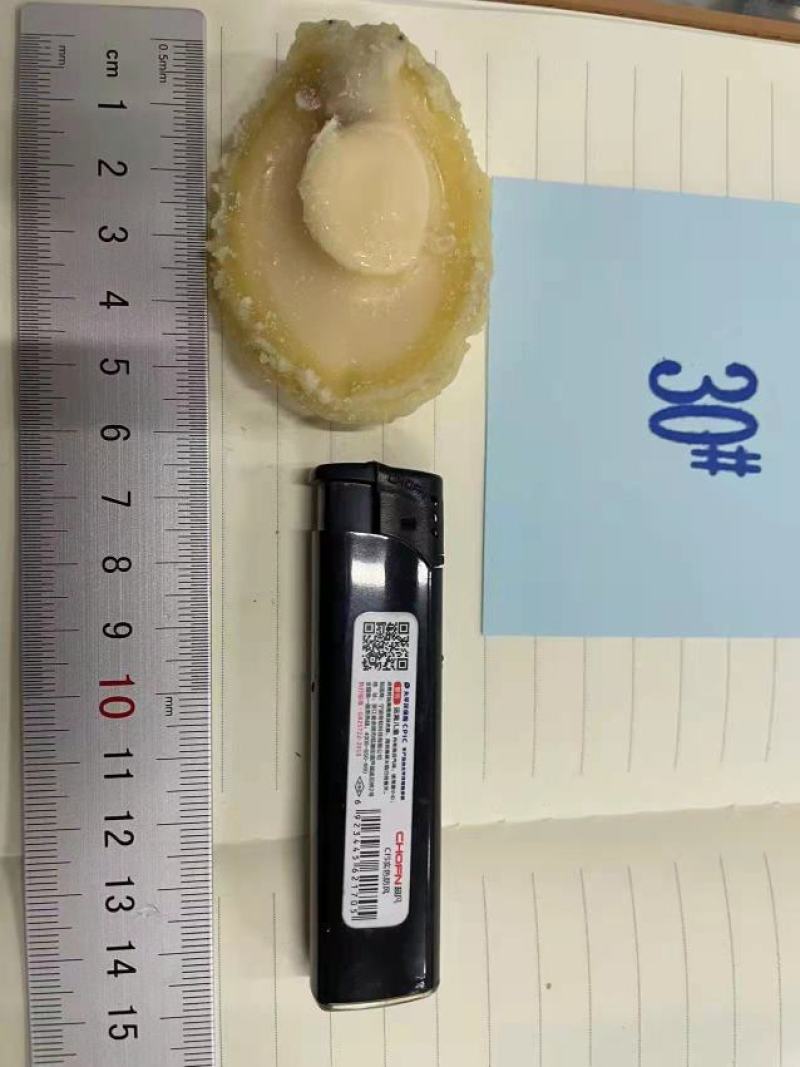 黄金鲍，九孔鲍，鲍鱼肉餐饮酒店专用规格齐全品质保证