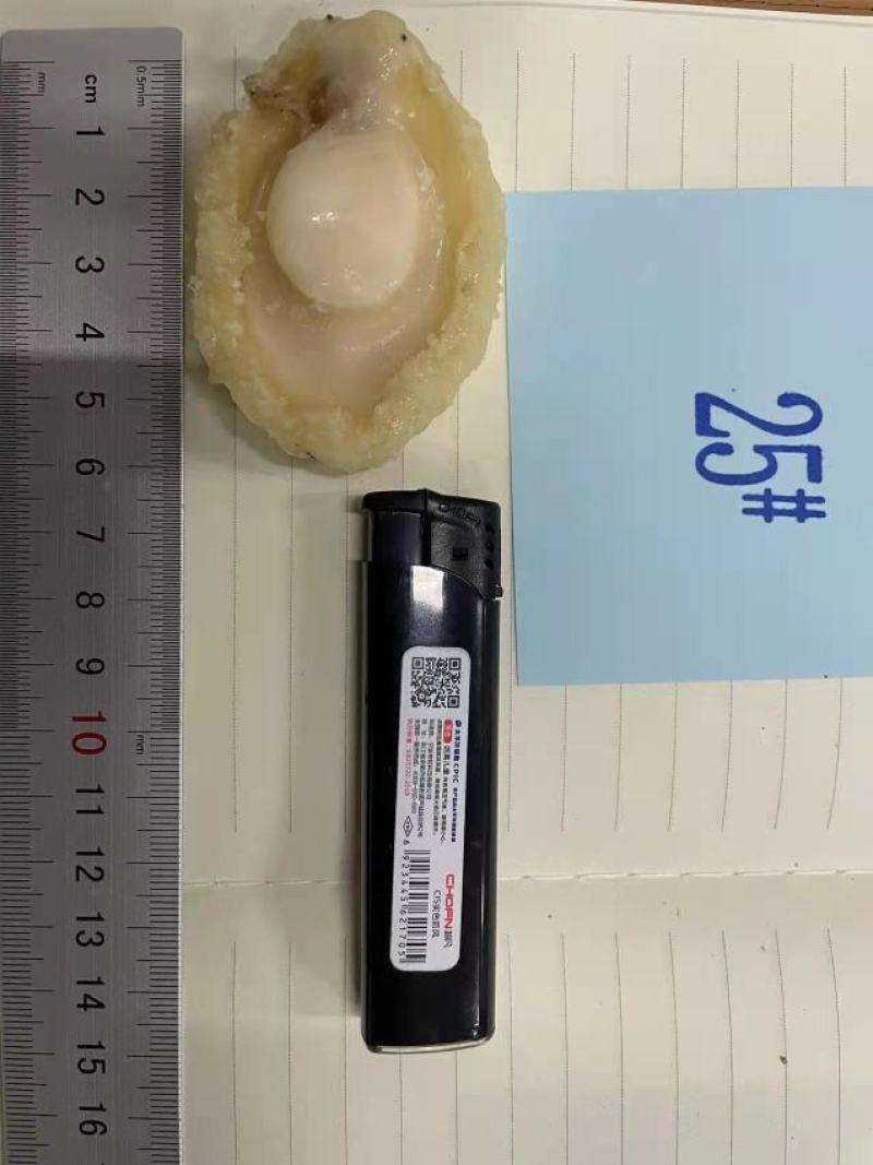黄金鲍，九孔鲍，鲍鱼肉餐饮酒店专用规格齐全品质保证