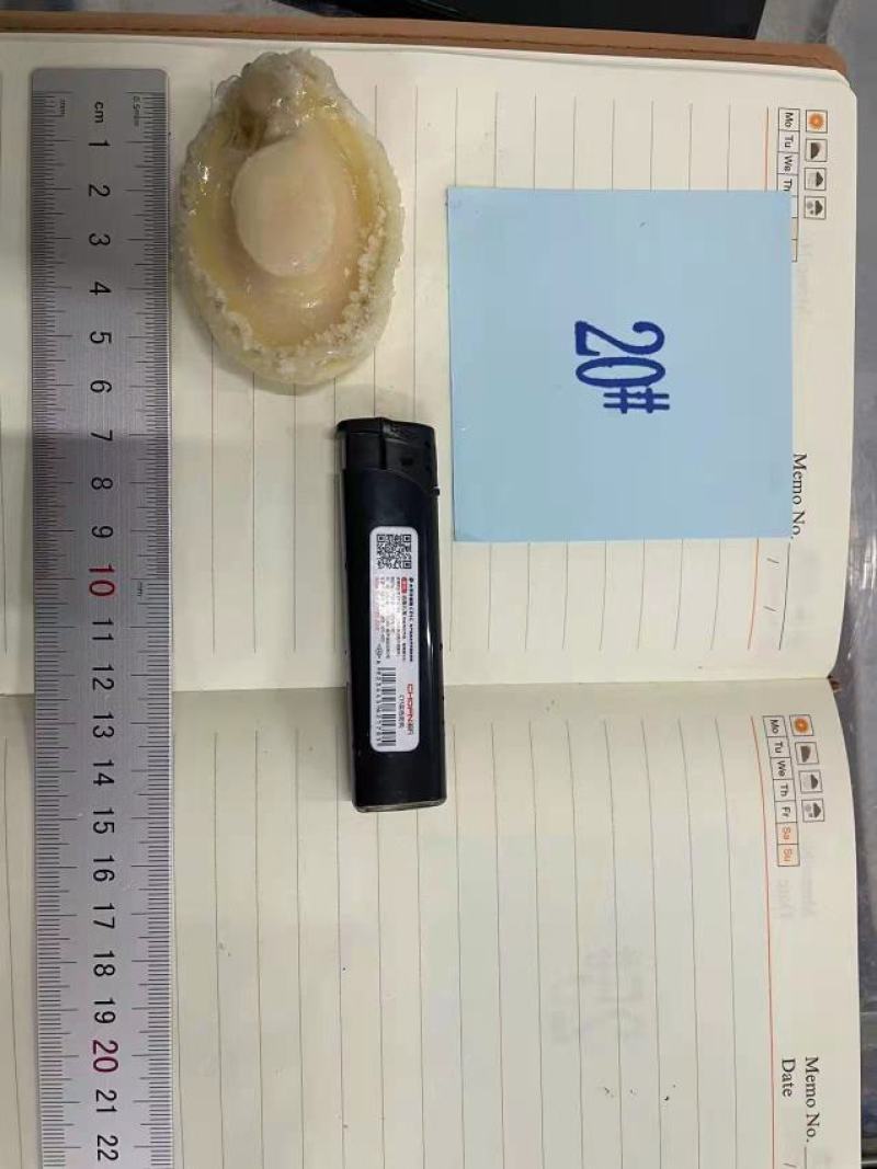 黄金鲍，九孔鲍，鲍鱼肉餐饮酒店专用规格齐全品质保证