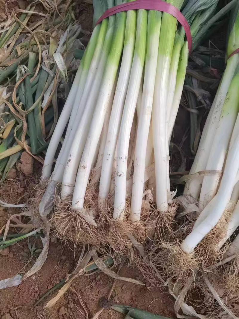 精品大葱大量有货欢迎各地商客超市电商来电