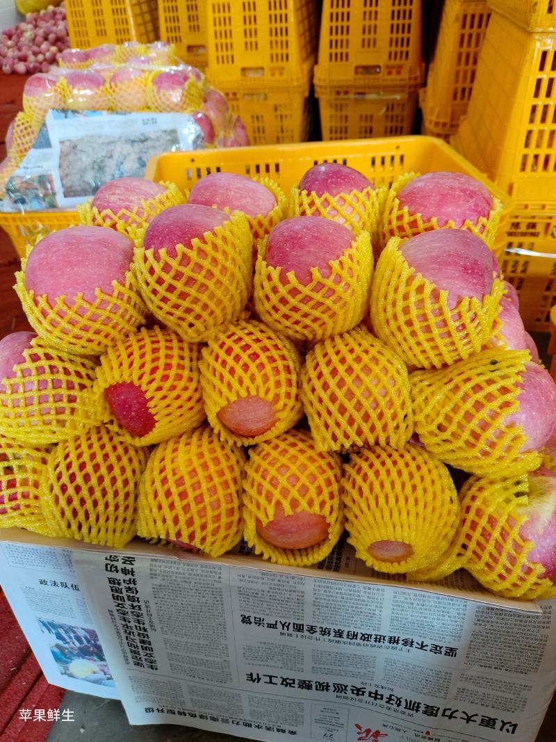 云南昭通纸袋红富士苹果9月份大量上市！专业整车代办