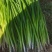 大量上市小葱，毛葱