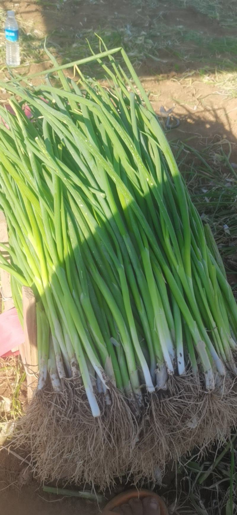 大量上市小葱，毛葱