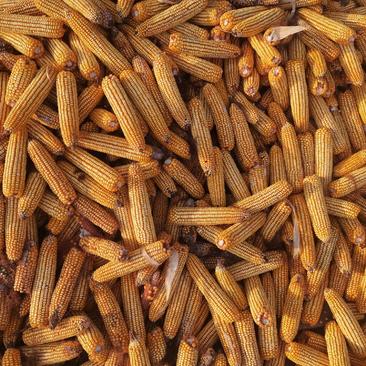 玉米、黄玉米（适合鸡饲料原料）国标二级百万吨级库存供应