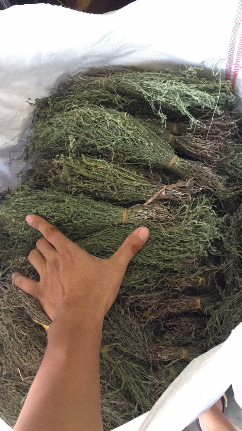 野生独脚金，一手货源，今年的新货，两三天可以收一吨