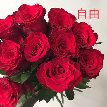 【自由】大花品种红色系玫瑰苗裸根扦插苗庭院阳台四季开花