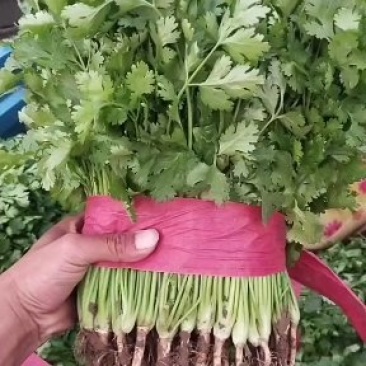 邯郸精品香菜大量上市，货源充足，一手货源