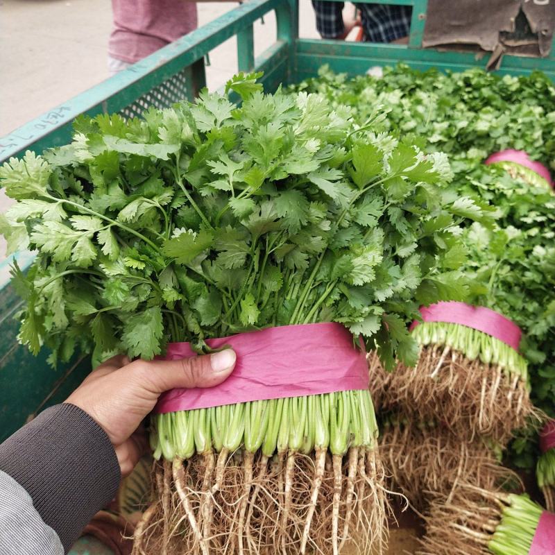 邯郸精品香菜大量上市，货源充足，一手货源