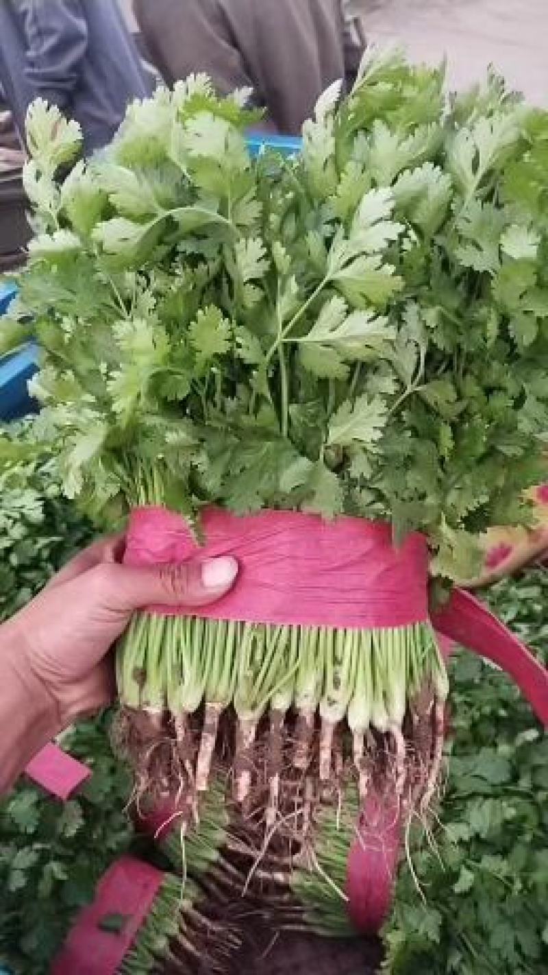 邯郸精品香菜大量上市，货源充足，一手货源