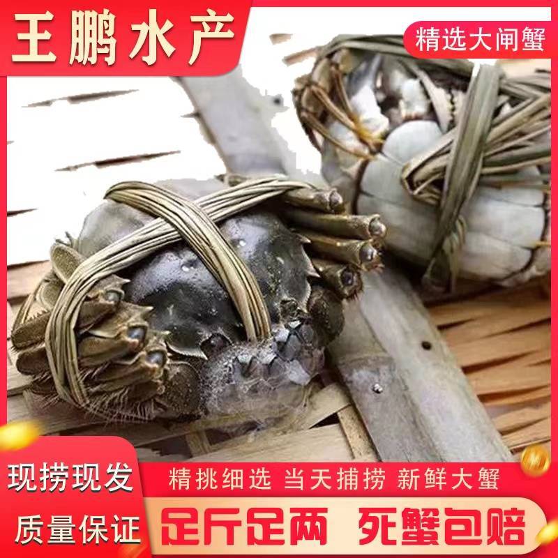 螃蟹湖北精品大闸蟹规格可选一手货源全国发货可混批