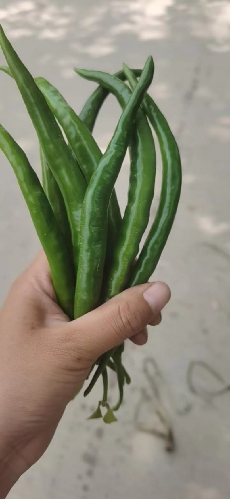 去把青椒，价格便宜，实惠，好货不等人，诚信经营
