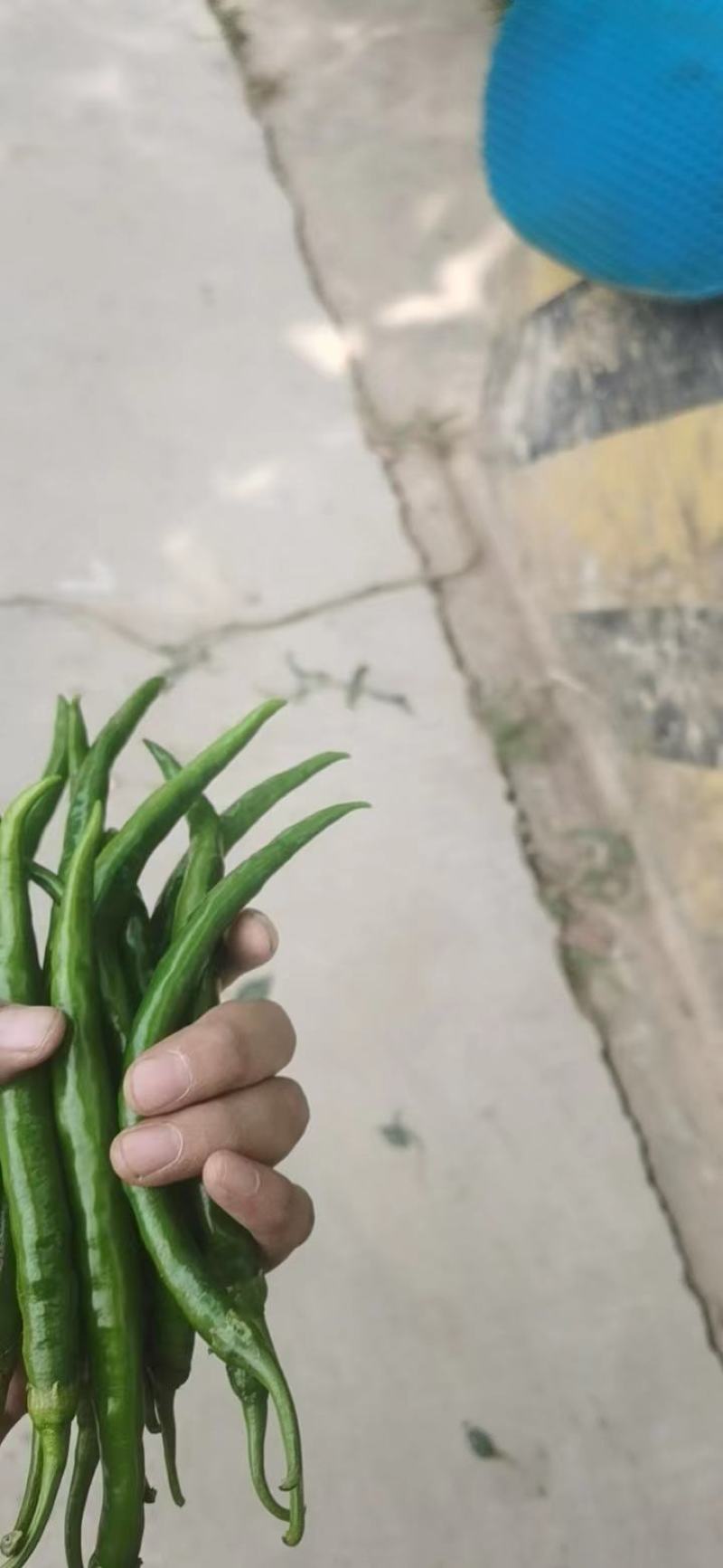 去把青椒，价格便宜，实惠，好货不等人，诚信经营