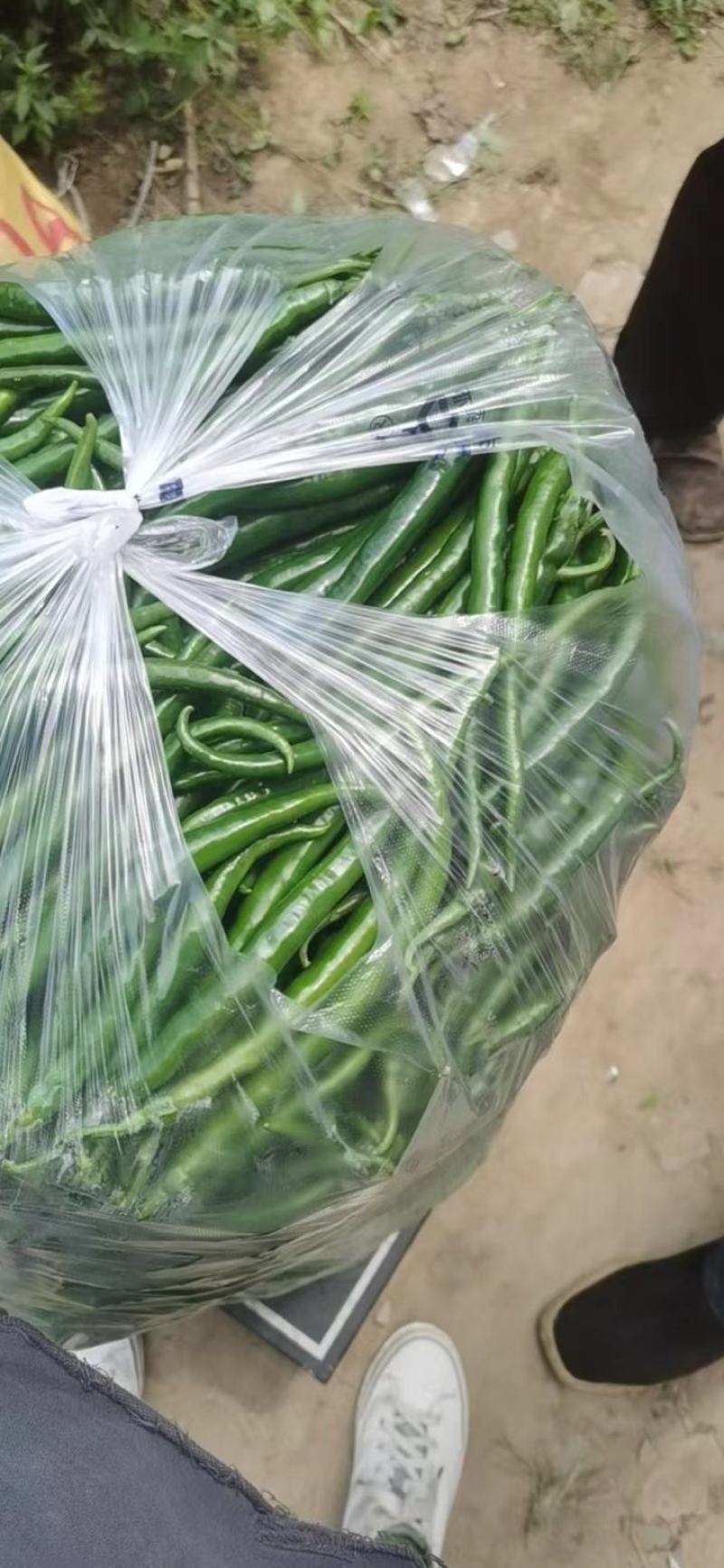 去把青椒，价格便宜，实惠，好货不等人，诚信经营