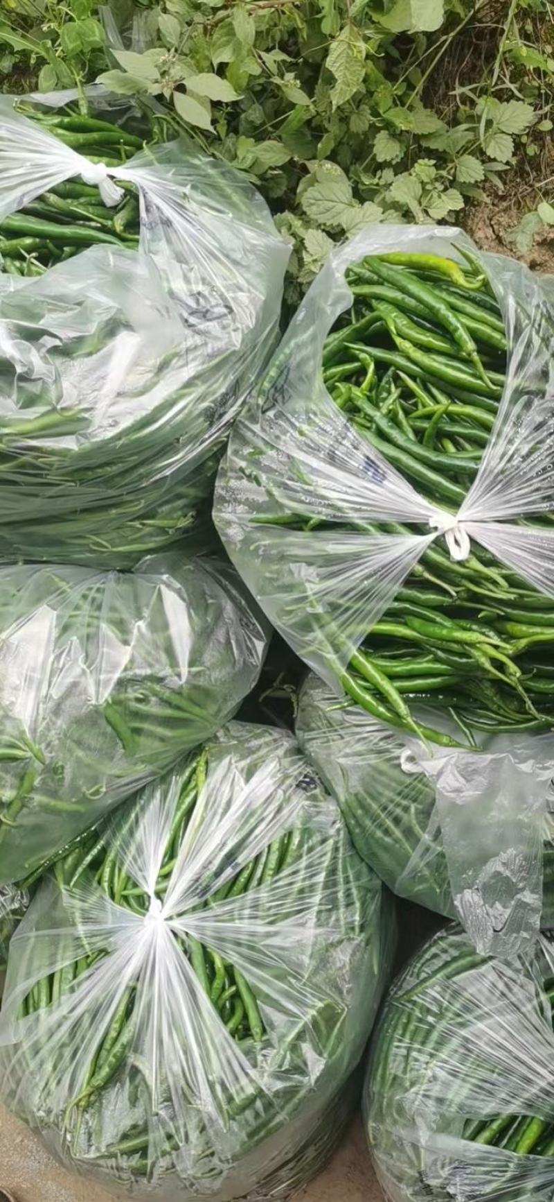 去把青椒，价格便宜，实惠，好货不等人，诚信经营