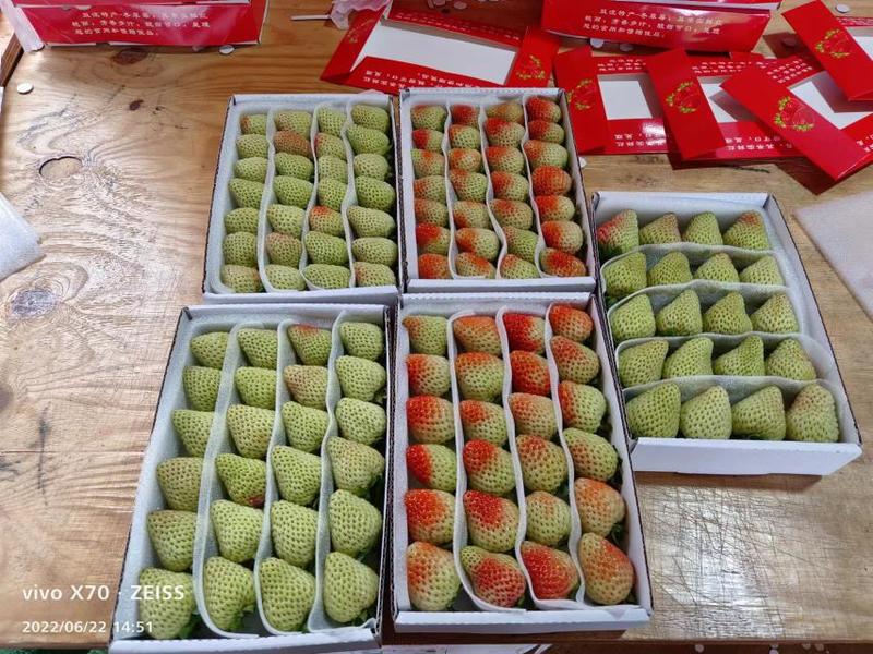 云南夏季优质草莓，质量保证，价格优惠，欢迎来电采购