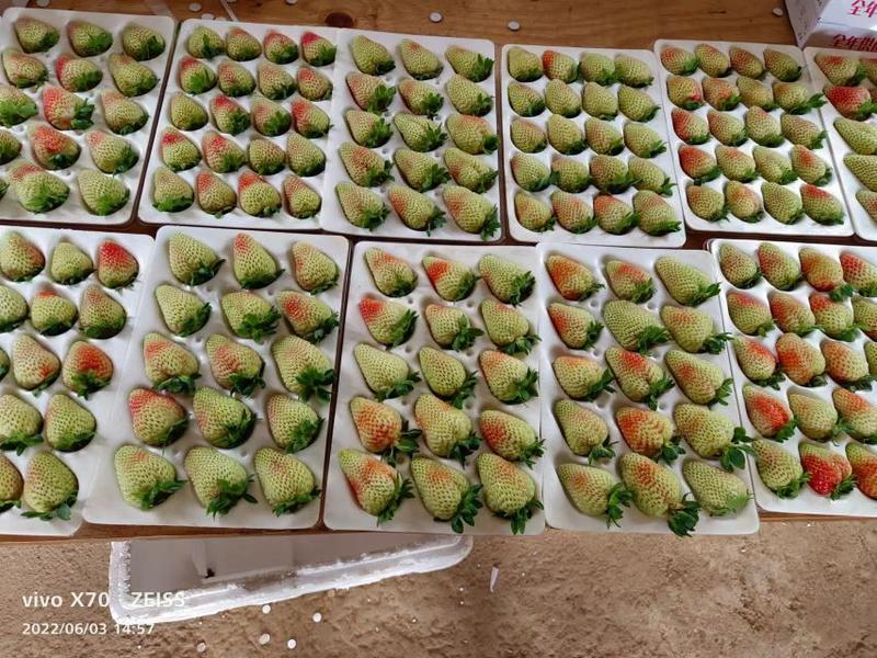 云南夏季优质草莓，质量保证，价格优惠，欢迎来电采购