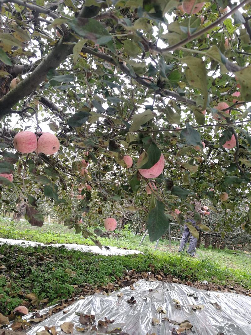 礼县红富士苹果开园上市尝鲜速度联系