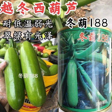 冬葫188西葫芦种子越冬耐寒耐低温翠绿油亮抗病茄瓜