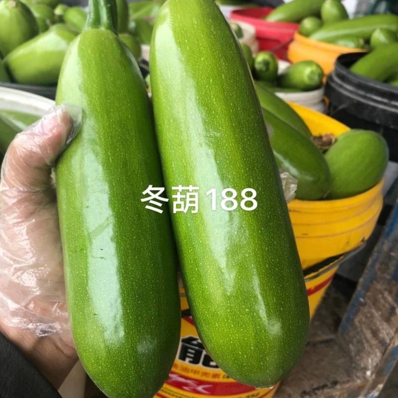 冬葫188西葫芦种子越冬耐寒耐低温翠绿油亮抗病茄瓜