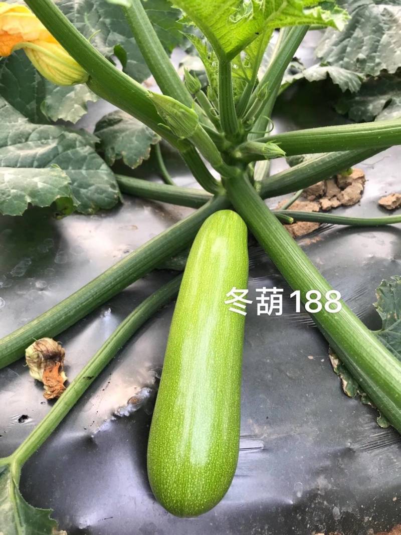 冬葫188西葫芦种子越冬耐寒耐低温翠绿油亮抗病茄瓜